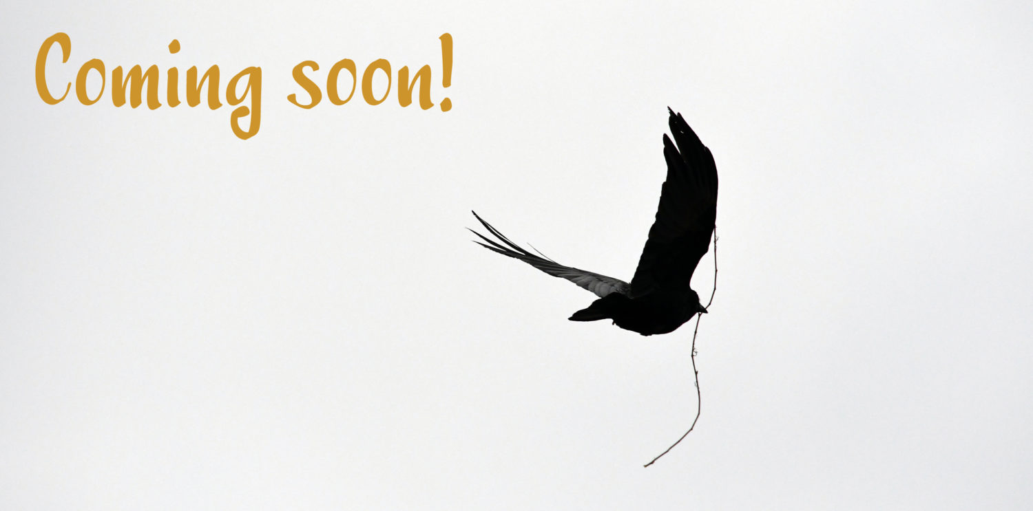 Fliegende Krähe mit Stock #0257 (Postkarte) | Flying Crow with Stick #0257 (Postcard) Coming soon!